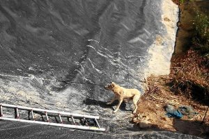 Momento en el que se rescata al último de los tres perros que habían quedado atrapados.tyl