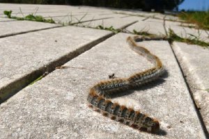 Procesión de orugas.o,469px);}</style