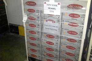 Tomates preparados para salir destino EEUUx,aut