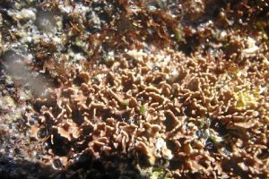 Planta encontrada en el parque natural almeriense.e;clip:rect(4