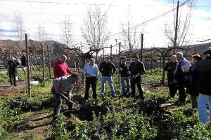Parral de Terque donde se preservan las variedades históricas de uvatyle>.apqj{position:ab