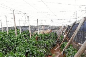 Un invernadero anegado por la crecida de agua en la Balsa del Sapo,tyle>.apqj{position:abs