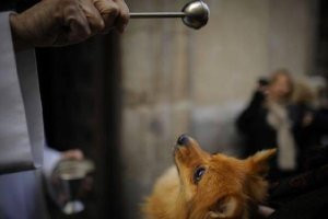 La bendición del San Antón asegura la salud del animal durante un año.tyle>.apqj{position: