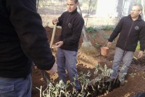 Estacas de olivo del Taller de Empleo de Frutas y Aderezos de Alcoleatyle>.apqj{position:a