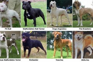 Algunas de las razas de perros consideradas potencialmente peligrosos. tyle>.apqj{position