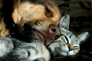 Descubren el origen de algunos mamíferosx,auto,