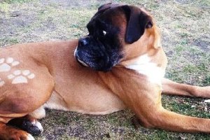 Boxer con tatuaje hecho con maquinillax,auto,au