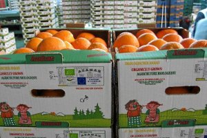 Naranjas de Arboleas para la exportaciónx,auto,