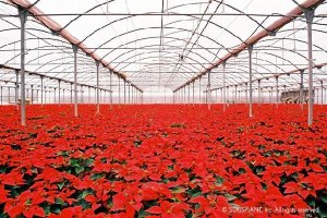 La producción de Solisplant ha alcanzado los 120.000 pascueros este año, con lo que se coloca como u