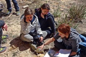 Un grupo de voluntarios analiza una tortuga en Sierra de Almagro (foto de Serbal).