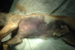 Imagen de la pequeña Tuba