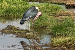 Imagen del Observatorio de la Naturaleza de un marabú africano