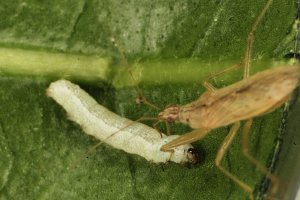 La suelta prematura de insectos auxiliares puede mejorar su eficiencia para control biológico de plagas.