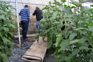 Un agricultor muestra el estado del invernadero después de los ataques.