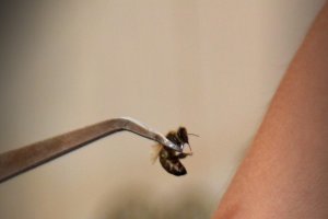 Sergio Guerrero en su centro de apiterapia y aplicando el veneno de abeja a través de una picadura controlada durante apenas dos segundos.