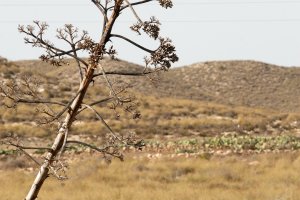 Imagen de dos especies tradicionales del Parque Natural, pitas y chumberas