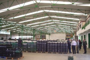 Berenjena almeriense lista para ser comercializada.