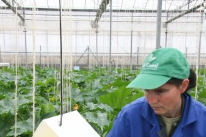Trabajadora agrícola en la Estación Experimental "Las Palmerillas" de la Fundación Cajamar.