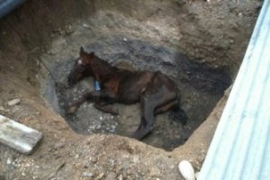 El equino rescatado por los bomberos llevaba tres días en este hoyo.