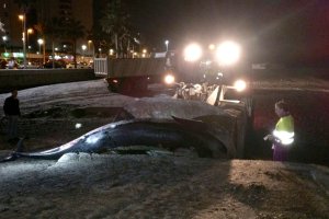 El cuerpo del calderón en la playa de El Zapillo.