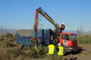 Trabajos de extracción de las pitas en los terrenos entre Retamar y El Alquián.