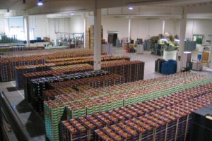 El tomate, una de las señas de identidad del campo almeriense.