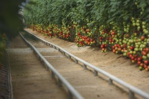 Los productos bioestimulates ayudan a controlar el estrés abiótico que sufre la planta.