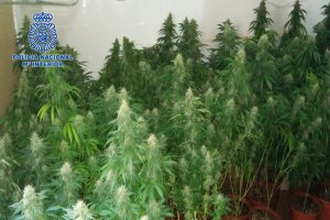 Imagen de las plantas incautadas
