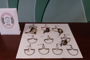 Los cepos ilegales decomisados