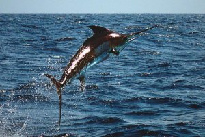 Un pez espada saltando sobre la superficie del mar