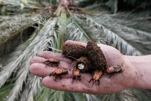 Picudo rojo en un palmeral infectado.