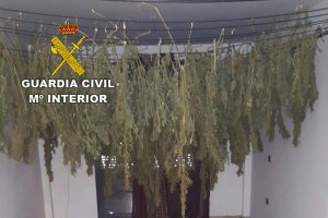 Plantas puestas a secar en el interior de la vivienda.