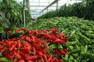 El sector hortofrutícola almeriense, en buena posición para satisfacer las demandas de los consumidores.