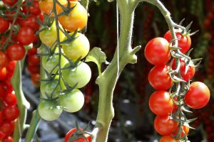 El tomate cherry ecológico está en alza.