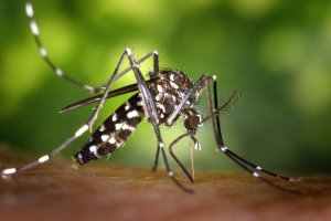El tigre es más pequeño que los mosquitos habituales y desarrolla su mayor actividad durante el día.