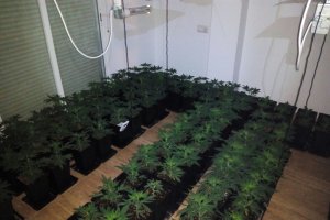 Imagen de plantas de marihuana localizadas por la Policiía Local.