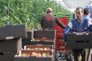 El invernadero almeriense suma un volumen de producción que supera los 3 millones de toneladas, Murcia solo llega a un 10% de esa cantidad con 35.000