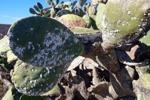 Imagen de chumbera afectada por el parásito