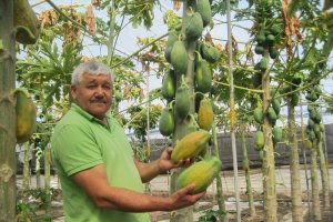 Manuel Ramón Berenguel ha sido un pionero del cultivo de papaya en Almería a través de su finca ubicada en La Cañada de San Urbano.