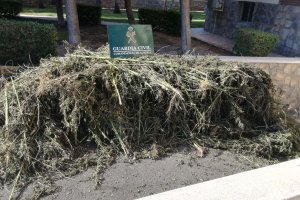 Plantas de marihuana localizadas por la Guardia Civil