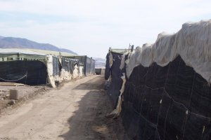 Invernaderos de Pampanico