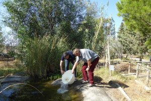 Suelta de carpas en el estanque de la Fundación Arco, en Tabernas.