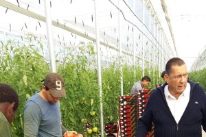 Juan Llonch en una producción de tomate rosa en el Cabo.