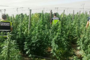 Plantación desmantelada en Alcolea.