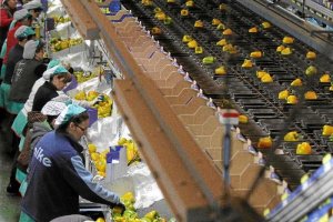 Imagen de archivo de mujeres trabajando en el manipulado de productos agrícolas.
