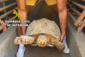 La tortuga recuperada por la Guardia Civil.
