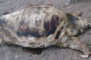 Imagen del cadáver de la tortuga boba encontrada en las playas de Balanegra.