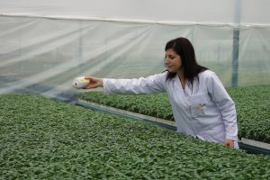 Suelta de insectos beneficiosos en un invernadero