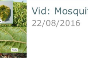 Alerta sobre la vid aparecida esta semana en la app