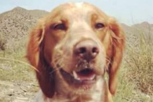 Perrita desaparecida en San Juan de los Terreros.